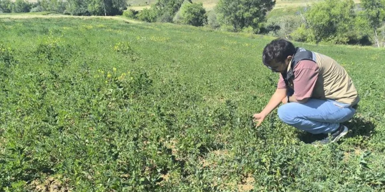 Bayburt’ta 4 köyde yem bitkisi tarla kontrolleri tamamlandı