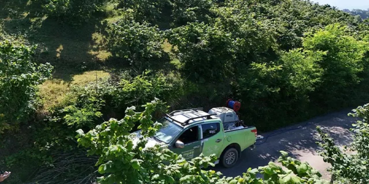 Ordu’da fındık bahçelerinde kahverengi kokarca ile yoğun mücadele