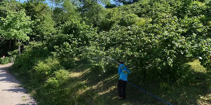Ordu'da kahverengi kokarcayla mücadele sürüyor