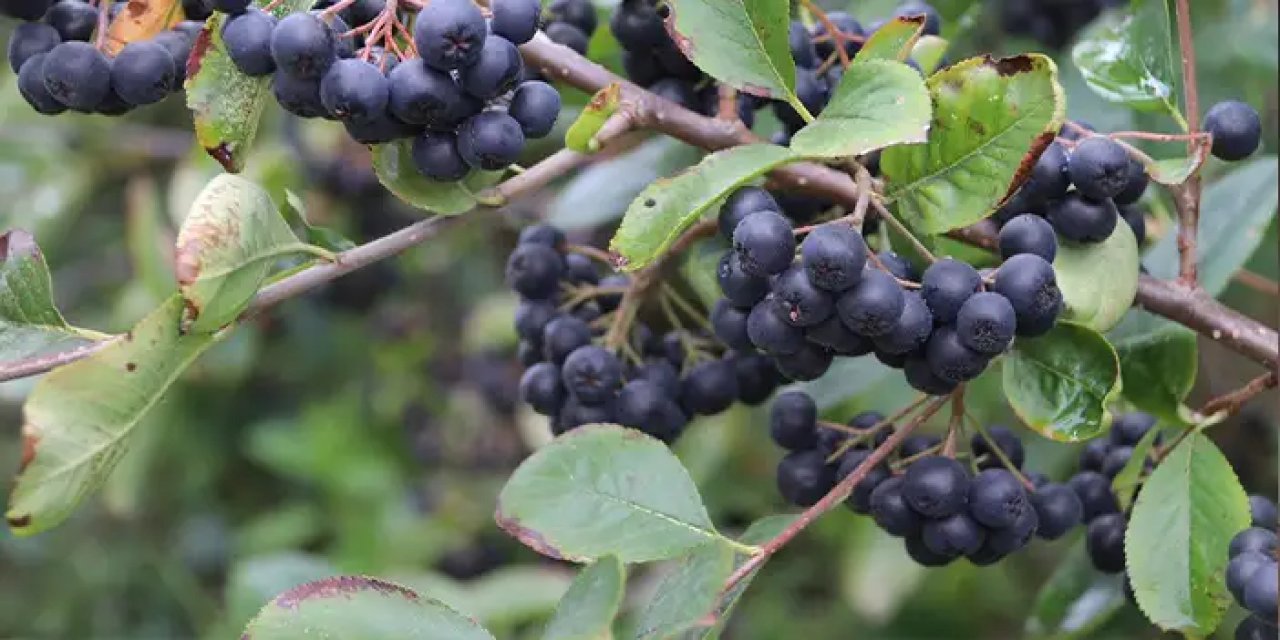 Trabzon'da yetişiyor! Kan şekerini dengeliyor