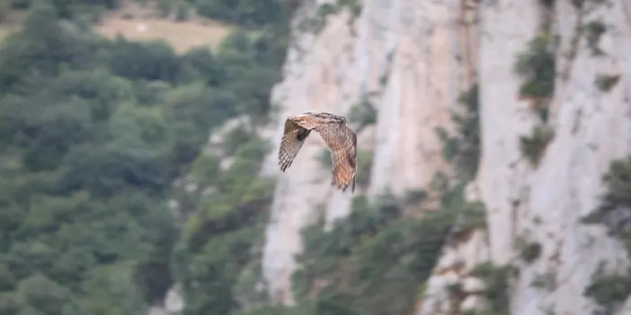 Samsun'da tedavi edilen yaralı puhu 3,5 ay sonra özgürlüğüne kavuştu!