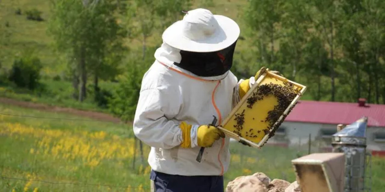 Bayburt’un o yaylasında doğal bal üretiliyor! Rekolte yüz güldürecek