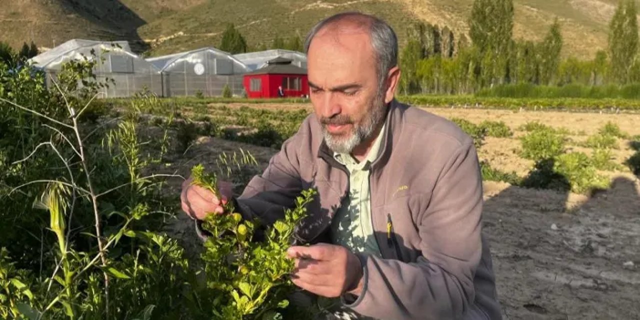Bayburt Üniversitesi tarımsal ürünleri hasat etti
