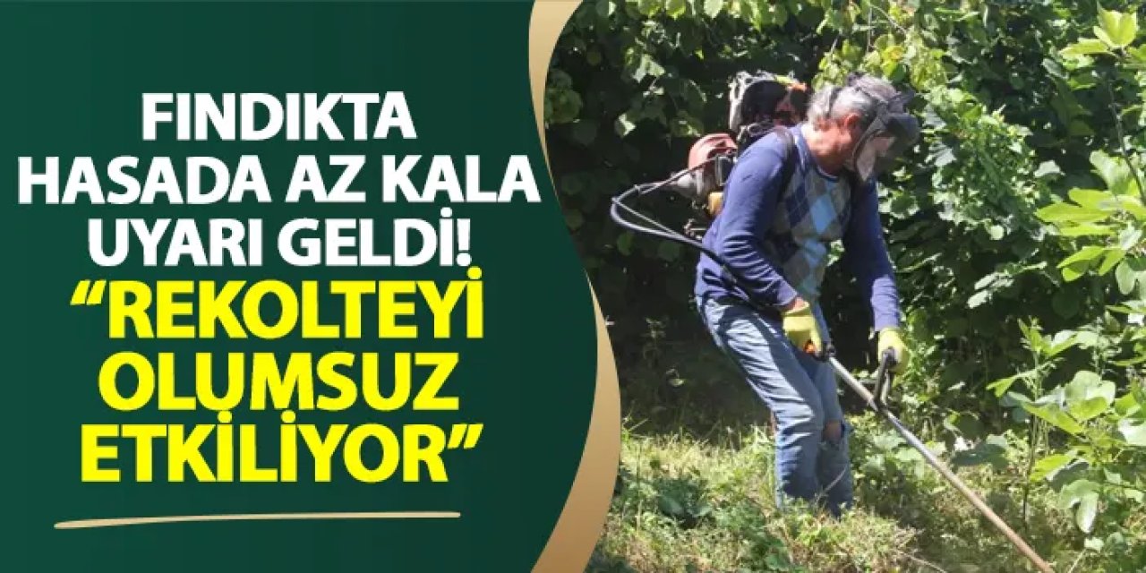 Fındıkta hasada az kala uyarı geldi! “Rekolteyi olumsuz etkiliyor”