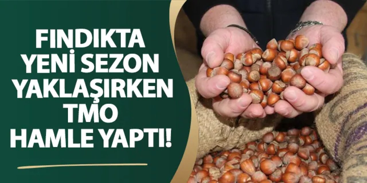 Fındıkta yeni sezon yaklaşırken TMO hamle yaptı!