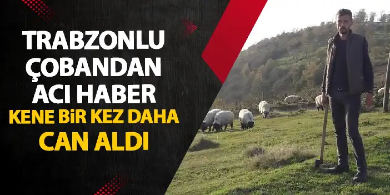 Trabzonlu çobandan acı haber! Kene yine can aldı