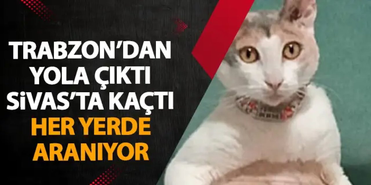 Yolculuk sırasında kedileri kaçan Trabzonlu aile Sivas'ta ödül ilanı verdi