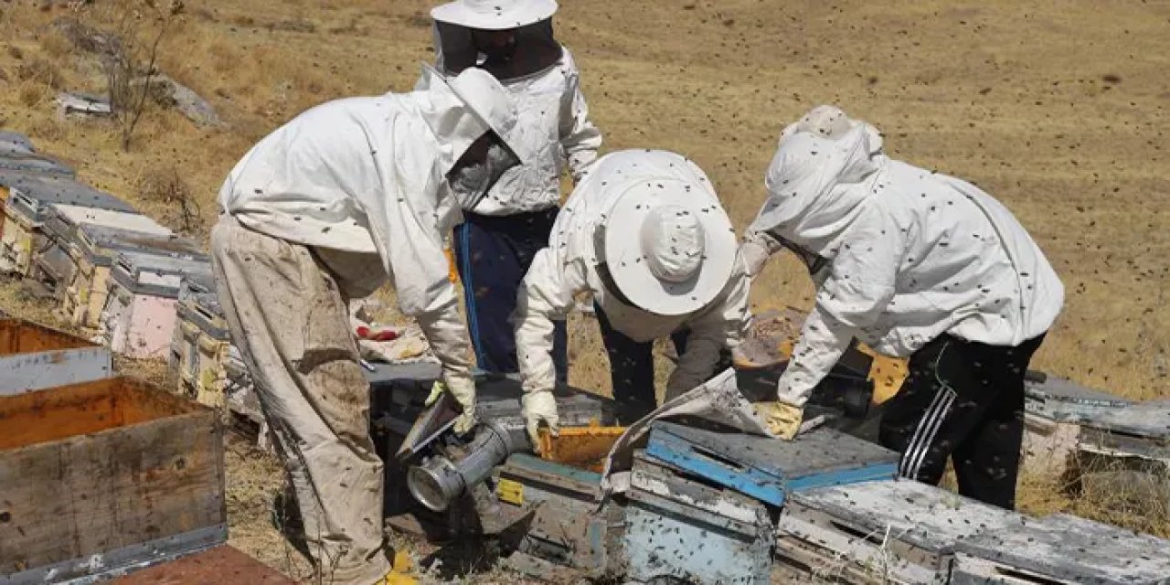 Bayburtlu arıcılar bal hasadı için gün sayıyor!