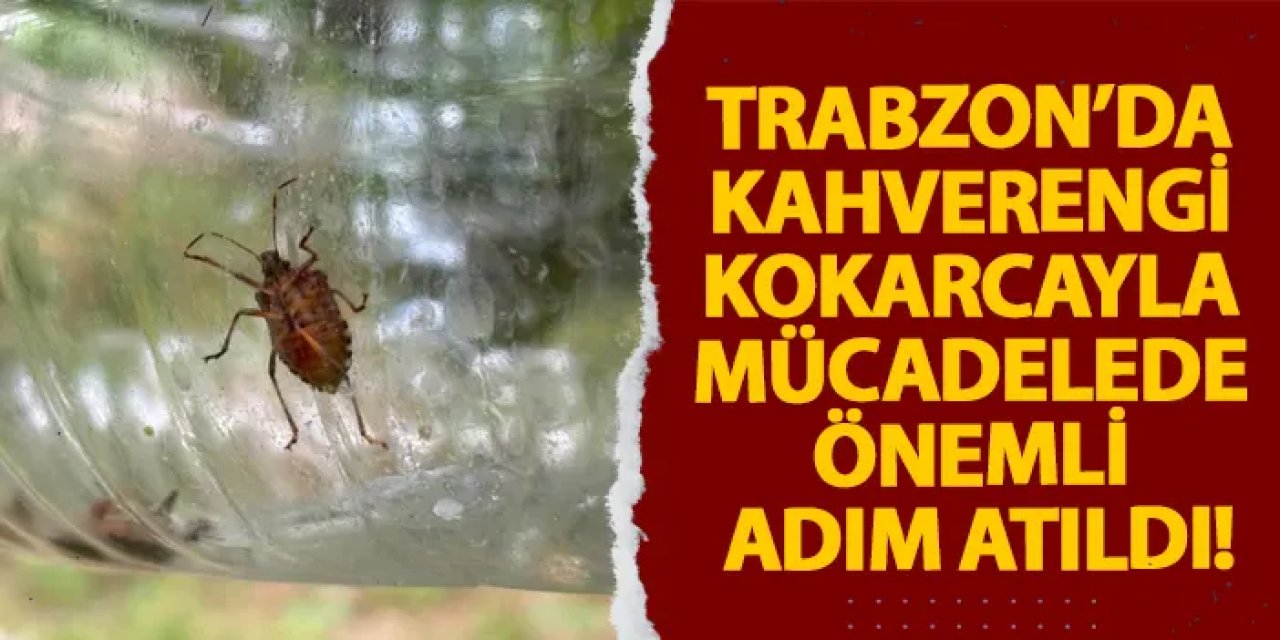 Trabzon’da kahverengi kokarcayla mücadelede önemli adım atıldı!