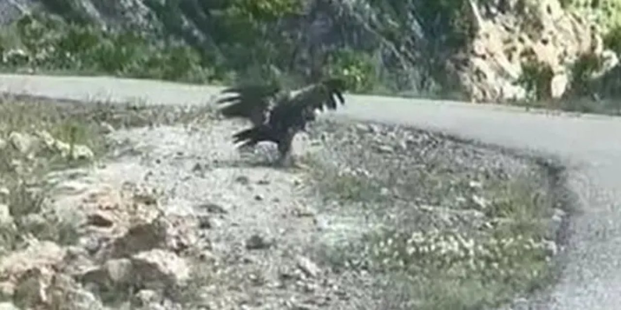 Artvin’de kartalın yılan avı sosyal medyada gündem oldu!