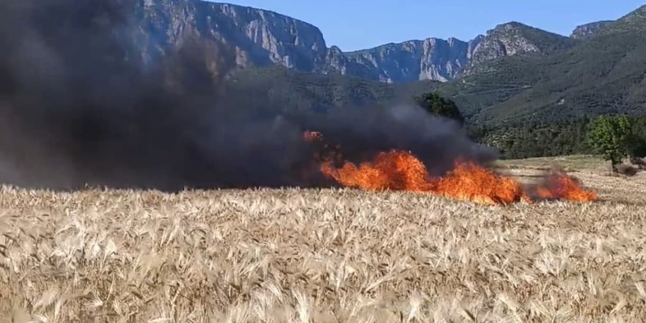 Samsun'da tarlalar alev aldı: 61 dönüm alan kül oldu