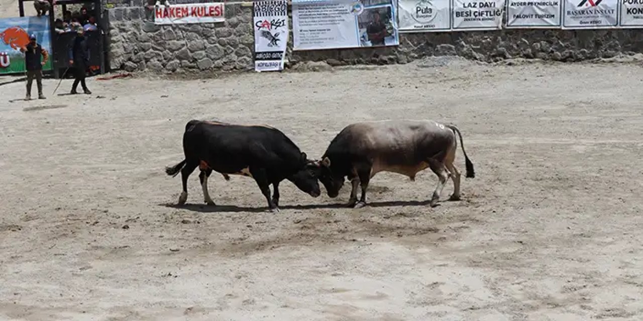 Rize'de boğa güreşleri heyecanı!