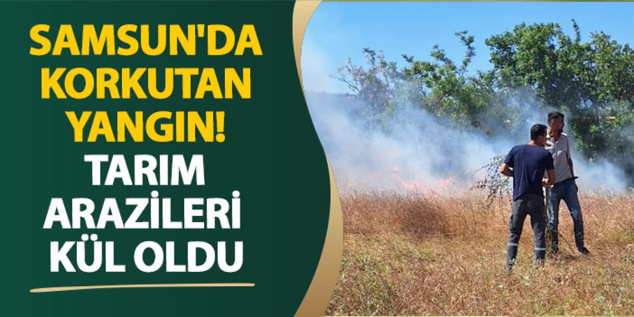 Samsun'da korkutan yangın! Tarım arazileri kül oldu