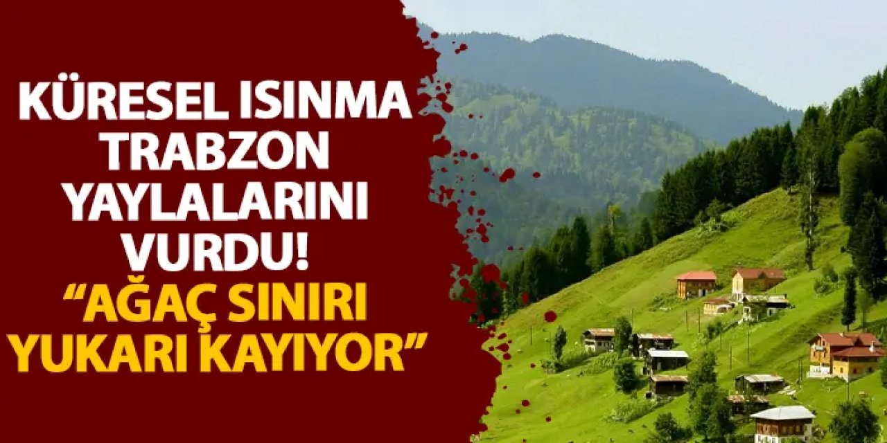 Küresel ısınma Trabzon yaylalarını vurdu! “Ağaç sınırı yukarı kayıyor”