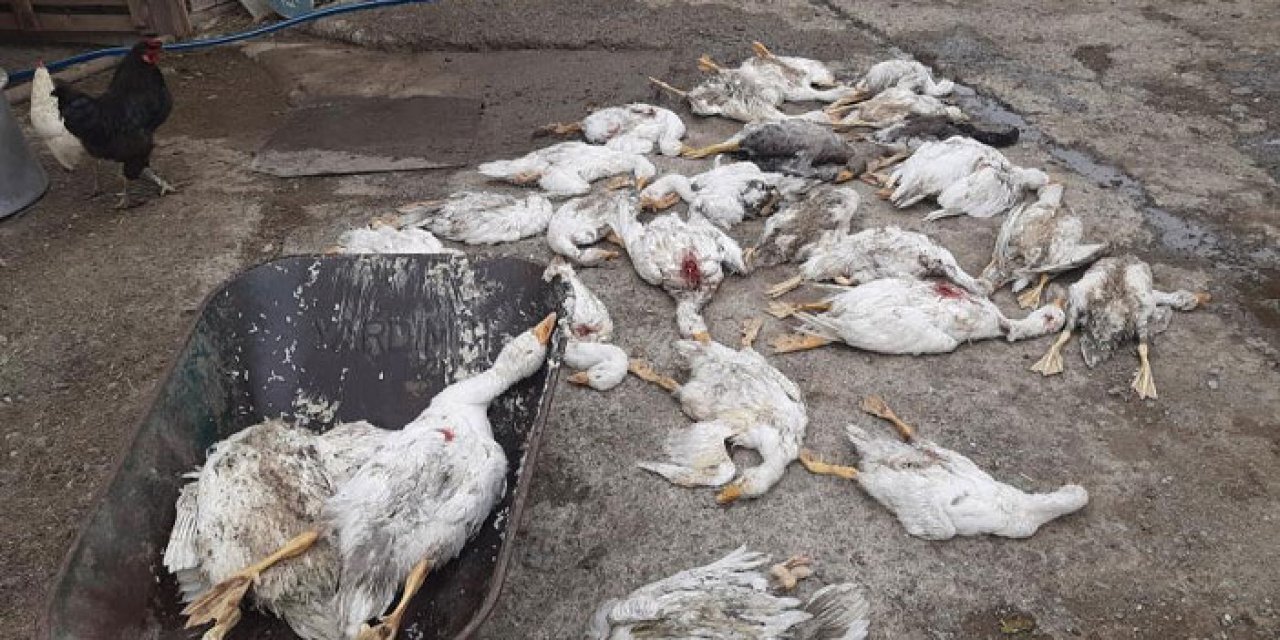 Samsun’da 26 kaz telef oldu! Köpek saldırısından şüpheleniliyor