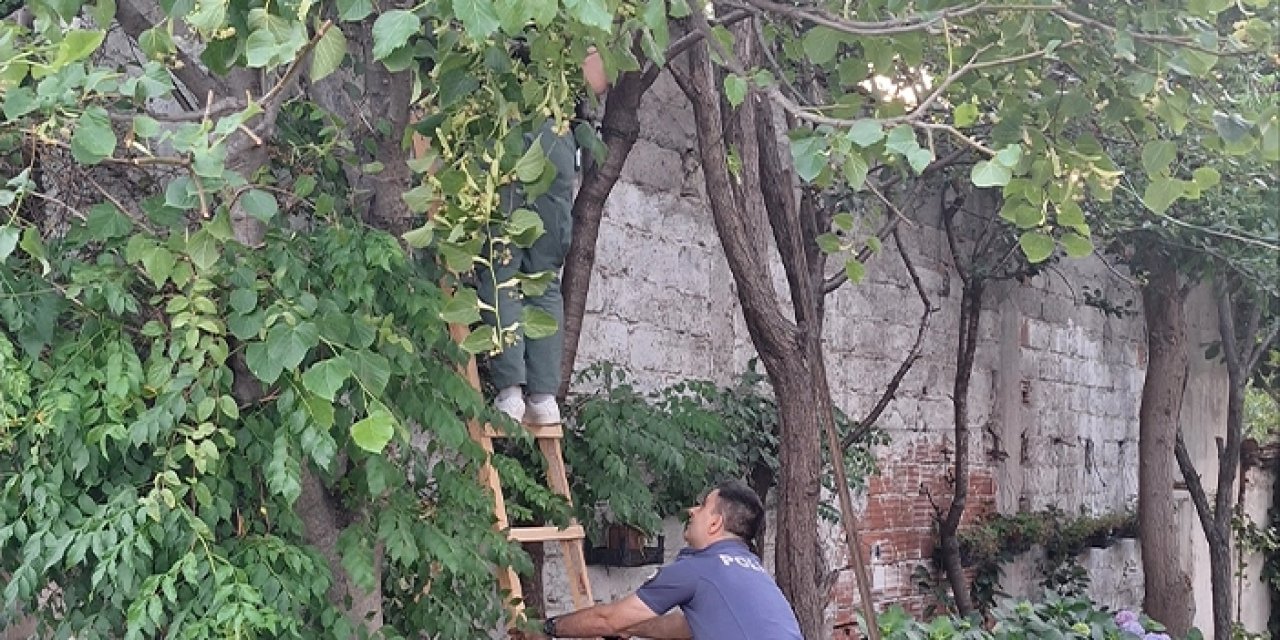 Ihlamur toplarken ağaçtan düştü: 67 yaşındaki kadın ağır yaralandı