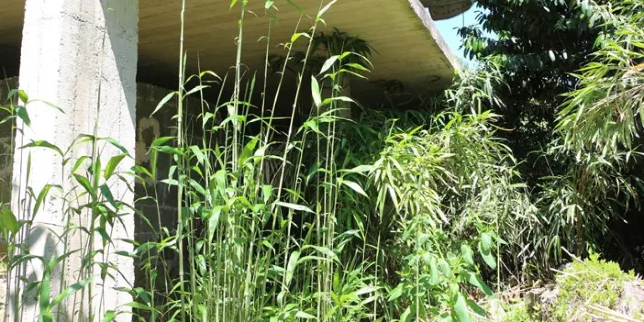 Rize’de mahalle sakinlerinden kamış isyanı!