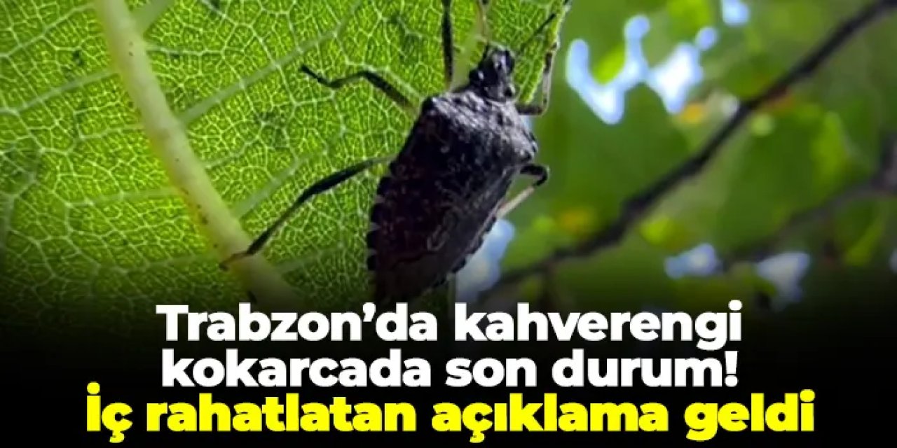 Fındıkta Kahverengi Kokarca Mücadelesinde Önemli Adımlar Atıldı