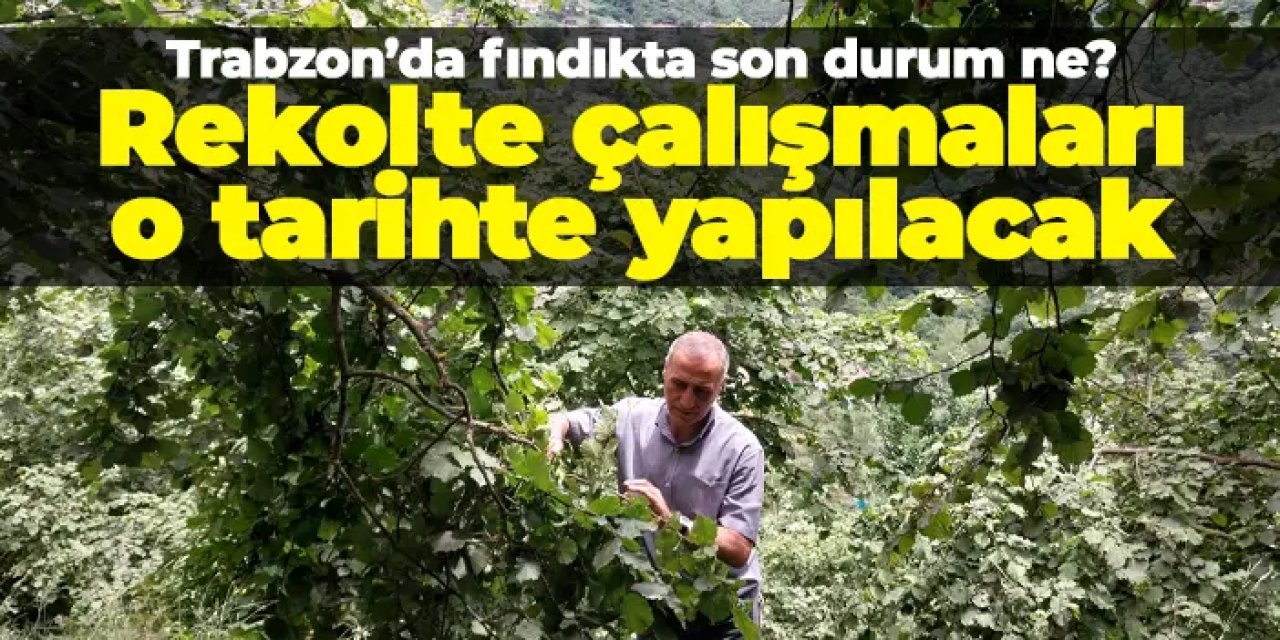 Trabzon’da Fındıkta Verim Umudu: Kalite ve Miktarda Artış Bekleniyor