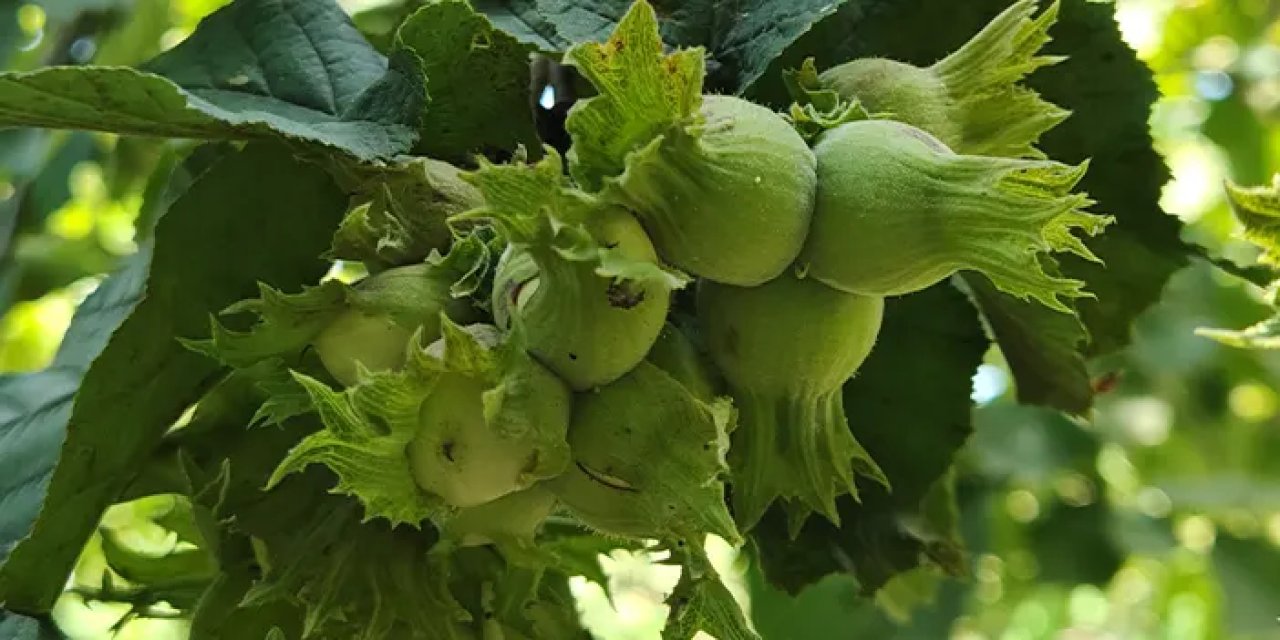 Fındık için kritik dönem: Trabzon'da kaybı önlemek için seferberlik