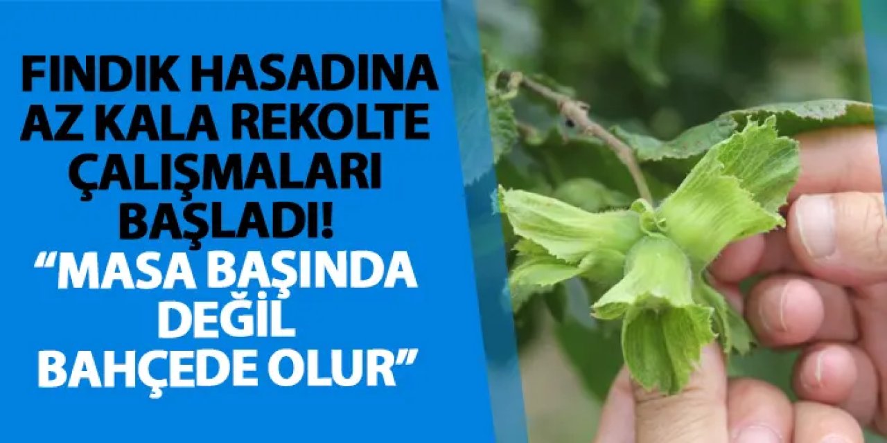Ordu’da fındıkta rekolte tespit çalışmaları başladı!