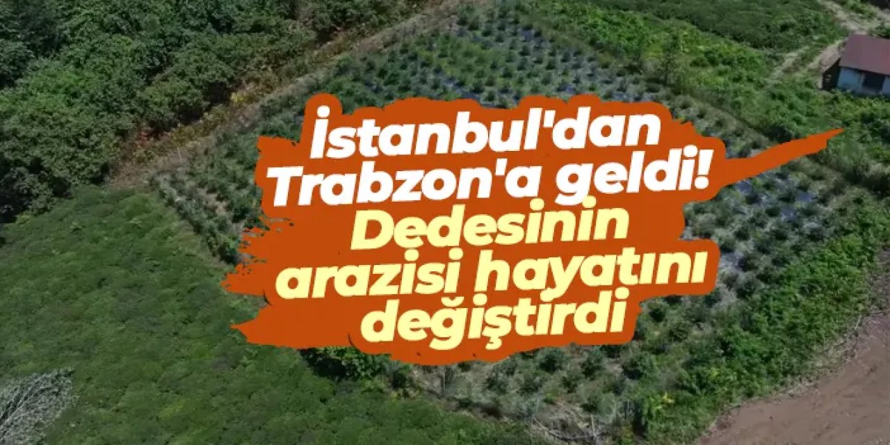 İstanbul'dan Trabzon'a geldi! Dedesinin arazisi hayatını değiştirdi