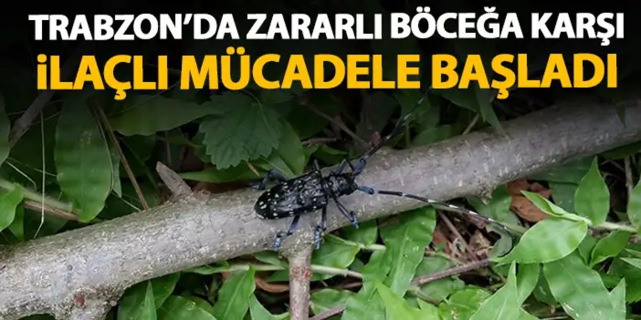 Trabzon'da zararlı böceğe karşı ilaçla mücadele