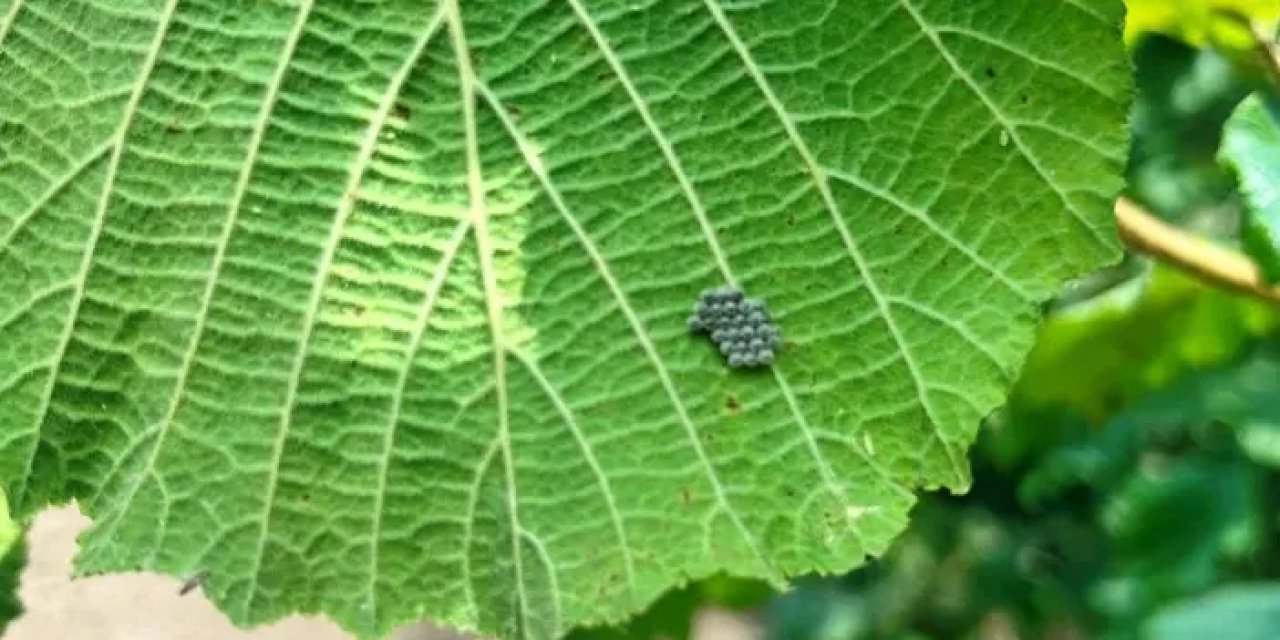 Samsun’da Kahverengi Kokarca ile mücadelede kritik dönem!