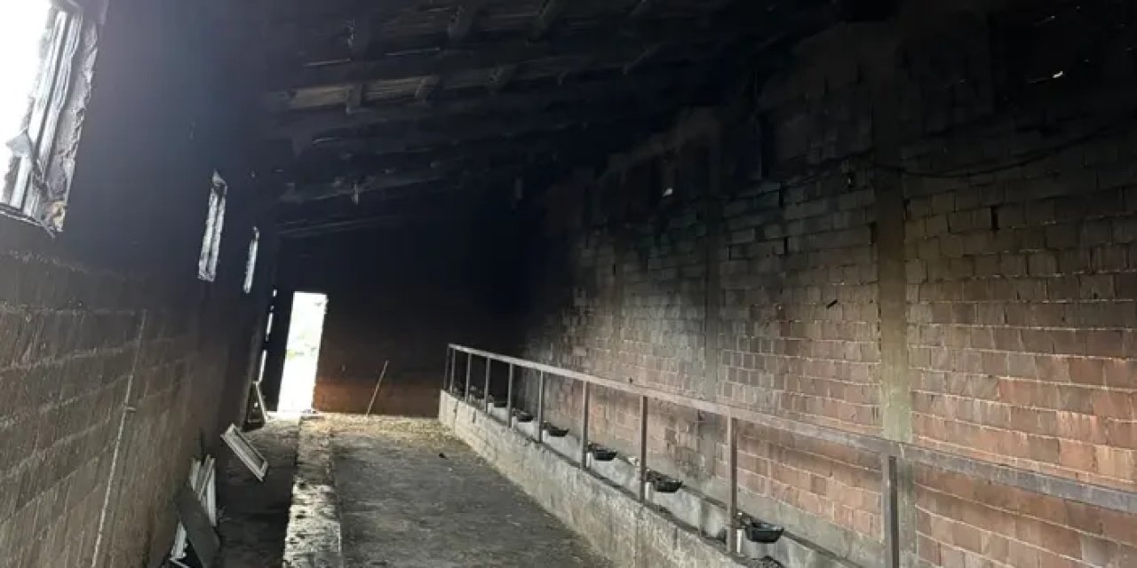 Giresun’da ahırda yangın! 9 hayvan telef oldu