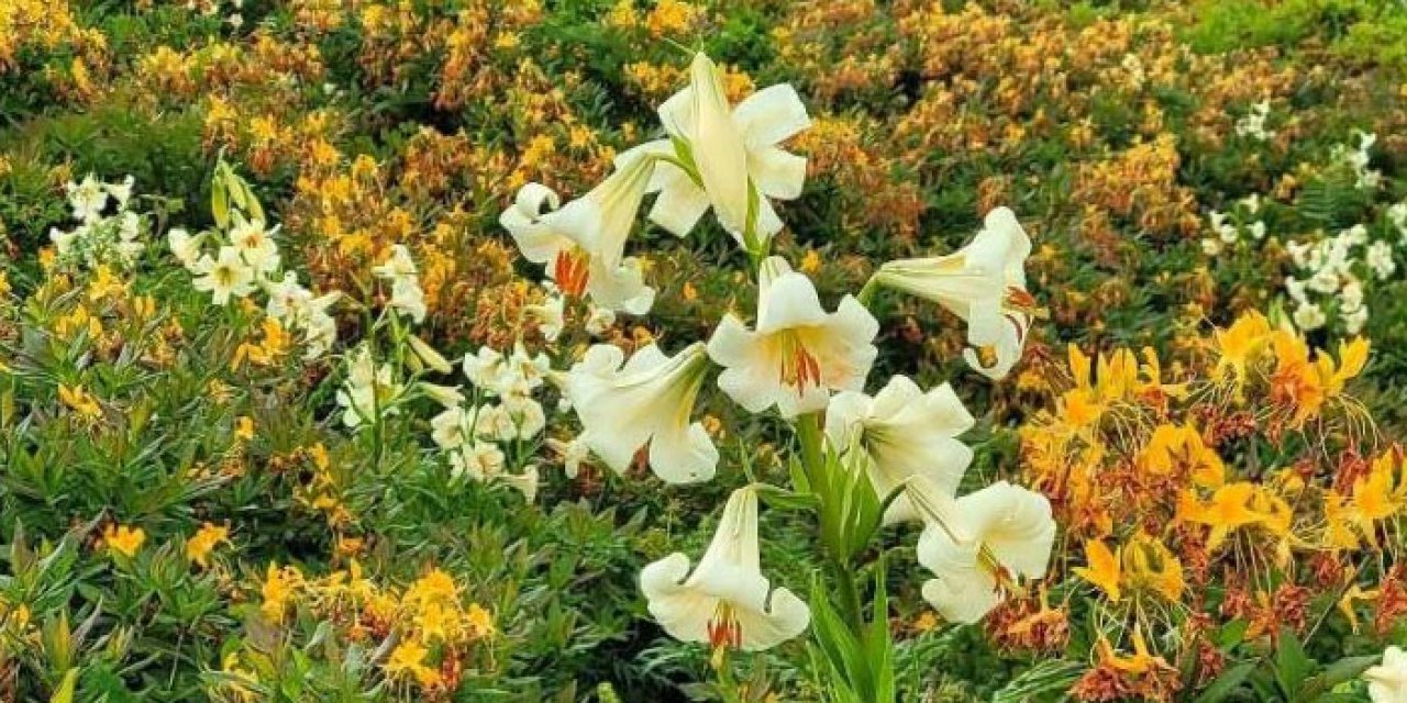 Ordu'da endemik Zambak alarmı! Koparana dev ceza