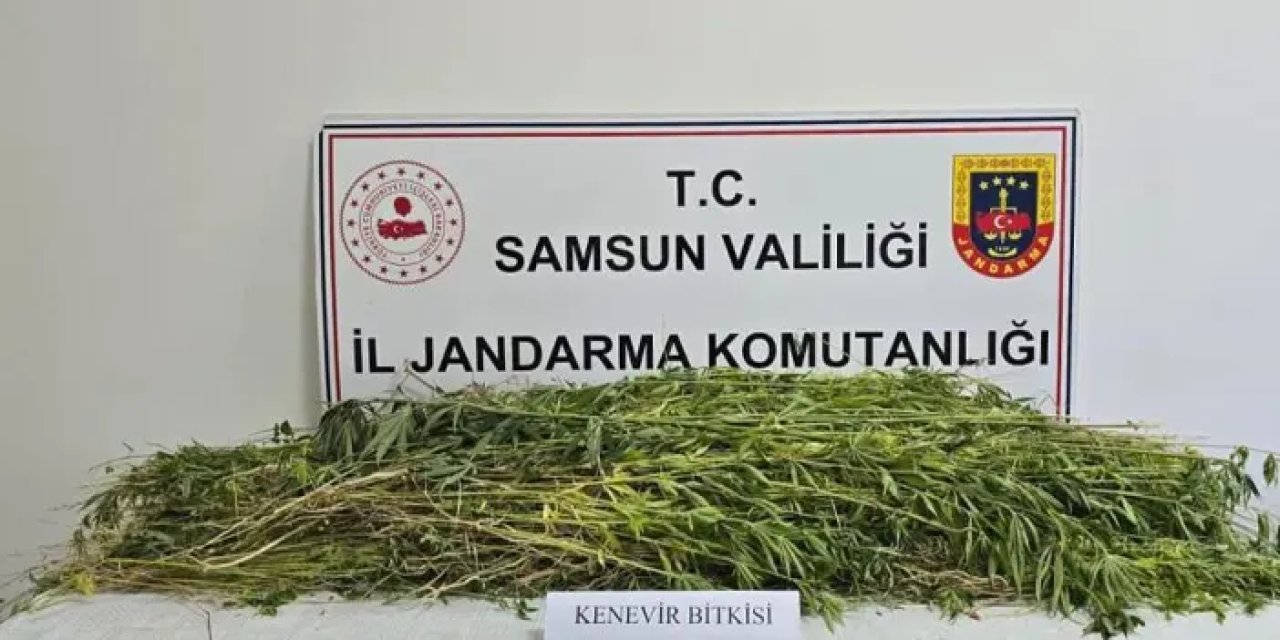 Samsun’da zehir operasyonu! Kenevir yakalandı