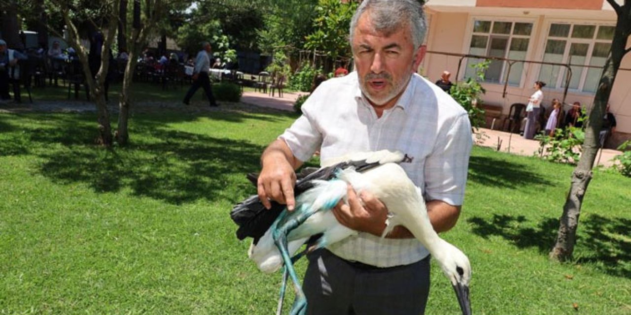 Samsun’da imamdan örnek davranış! Yaralı leyleğe camide şefkat eli