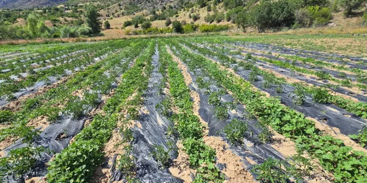 Samsun'da tarımsal projeler meyvelerini vermeye başladı!