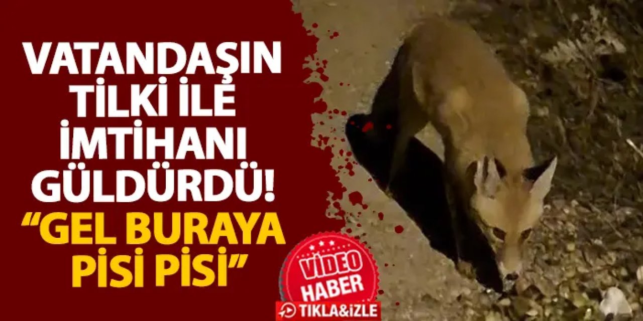 Bayburtlu vatandaşın tilki ile imtihanı güldürdü! “Gel buraya pisi pisi”