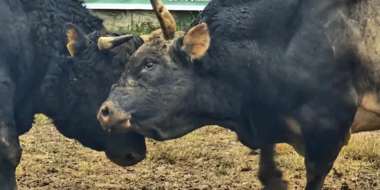 Artvin’de boğa güreşlerine yoğun ilgi gösterildi!