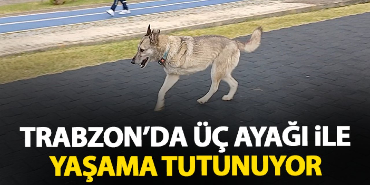 Trabzon'da üç ayağı ile yaşama tutunuyor! Sahilin müdavimi oldu