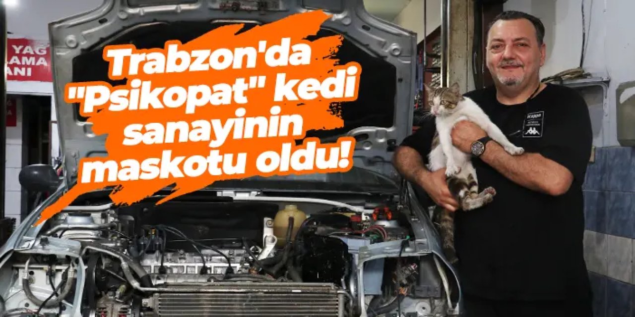 Trabzon'da "Psikopat" kedi sanayinin maskotu oldu!