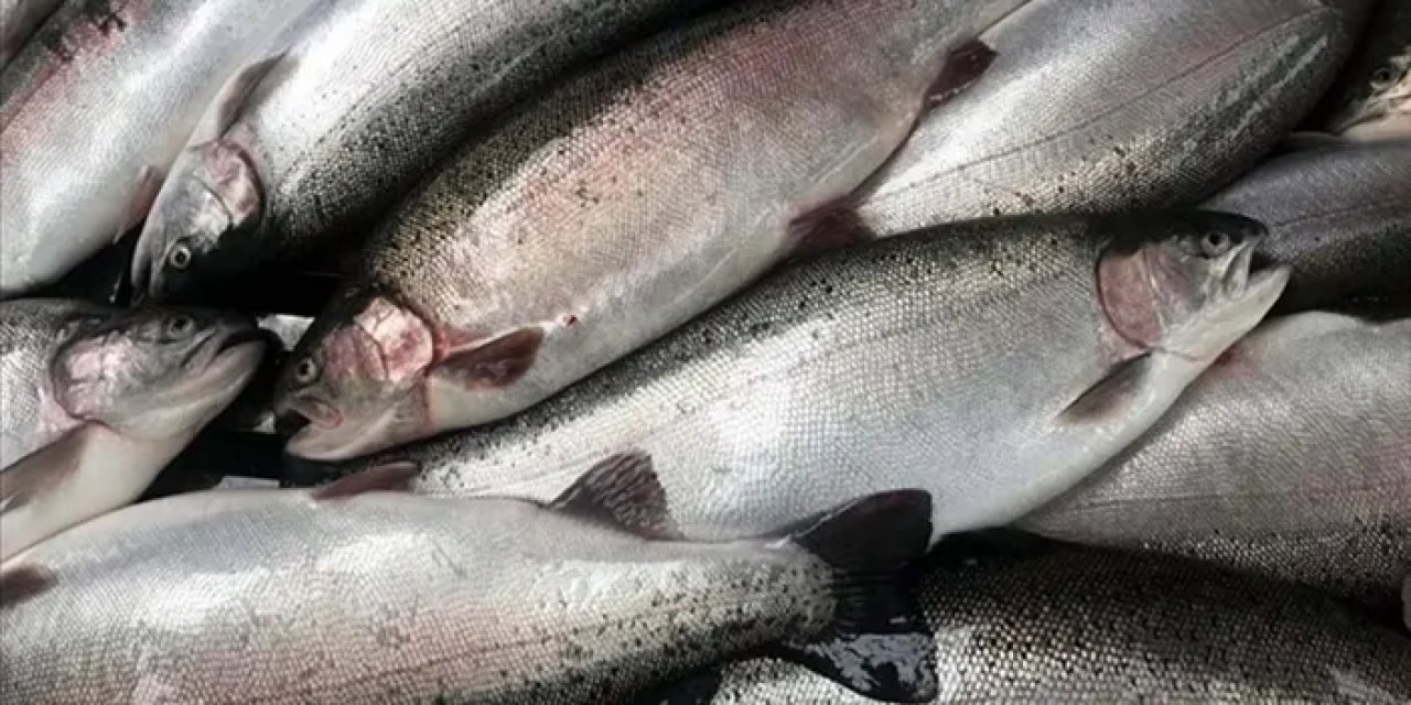 Türk somonundan yılın ilk yarısında 217 milyon dolarlık ihracat!