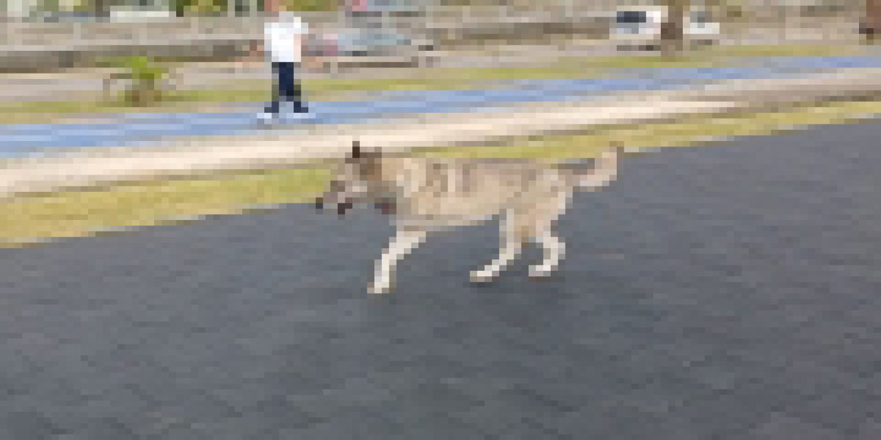 3 ayaklı köpek zorlu yaşamına rağmen hayata tutundu