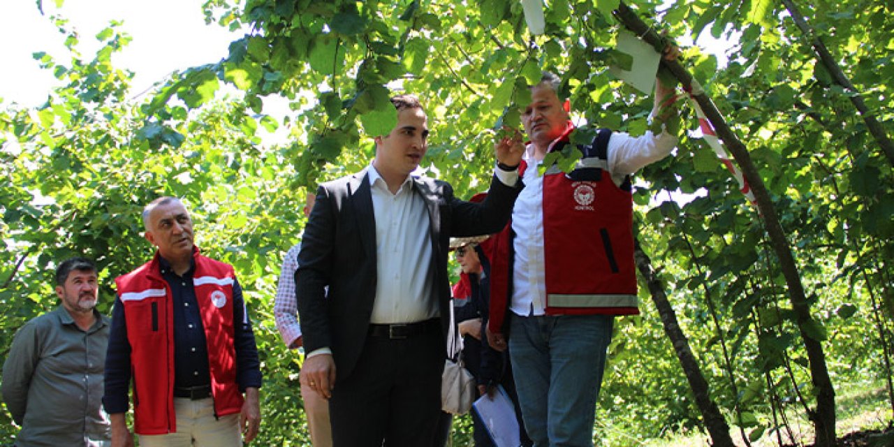 Samsun'da fındık için rekolte tahmini çalışmaları başladı!