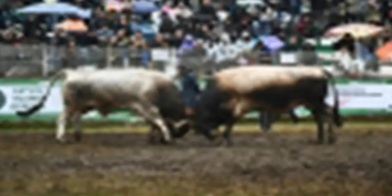 Boğalar şampiyonluk için yarıştı!