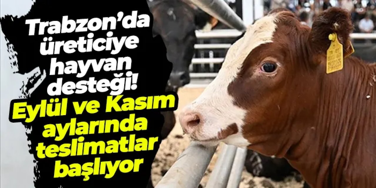 Trabzon’da üreticiye hayvan desteği! Eylül ve Kasım aylarında teslimatlar başlıyor