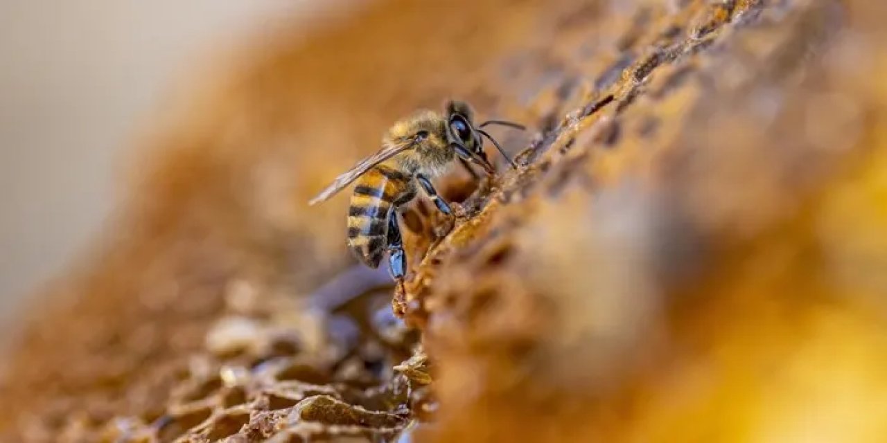Türk balı 41 ülkeye şifa oldu! İhracatta 6 ayda 16 milyon doları aştı