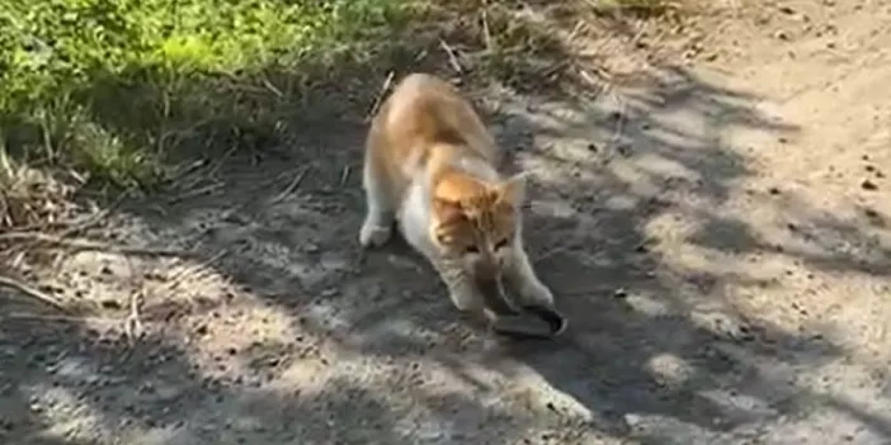 Gümüşhane'de kedi yılanı avladı! O anlar kamerada