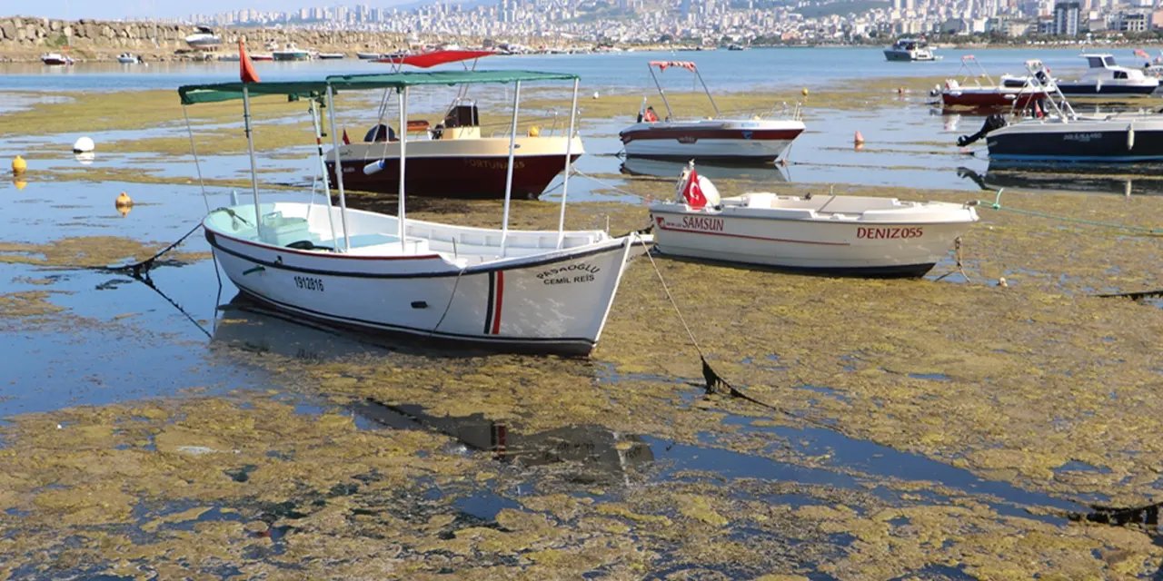 Karadeniz alarm veriyor! Müsilaj tehlikesi geri döndü