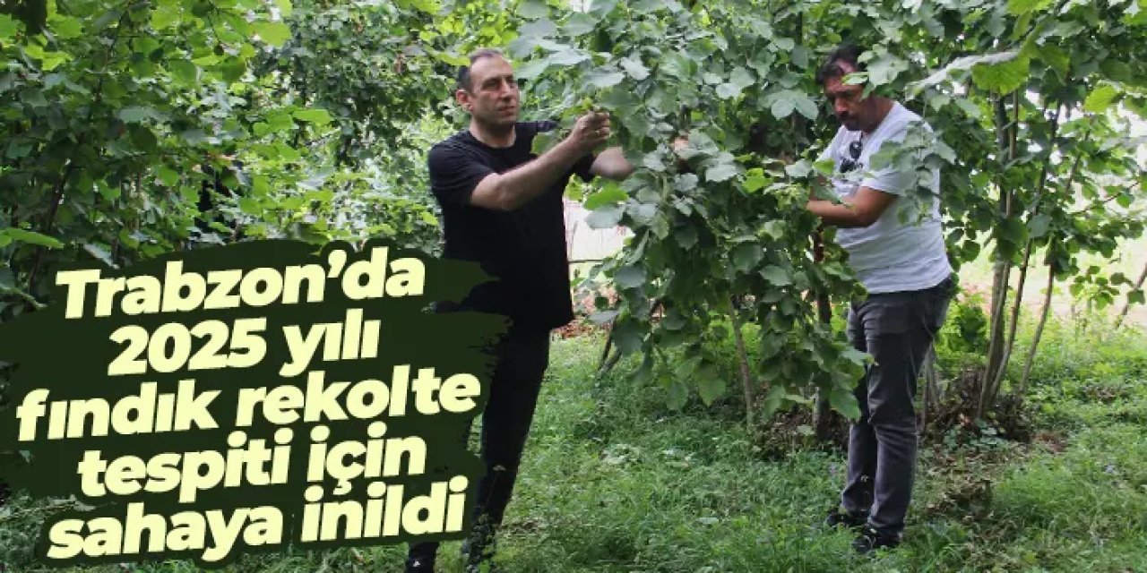 Trabzon’da 2025 yılı fındık rekolte tespiti için sahaya inildi!