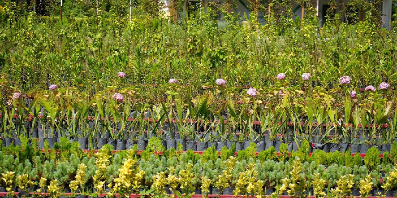 Samsun’da “Hedef 1919” kampanyası! Kan veren her bağışçıya 3 fidan