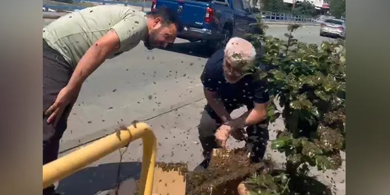 Rize’de arılardan görsel şölen: Saksıya oğul verdiler