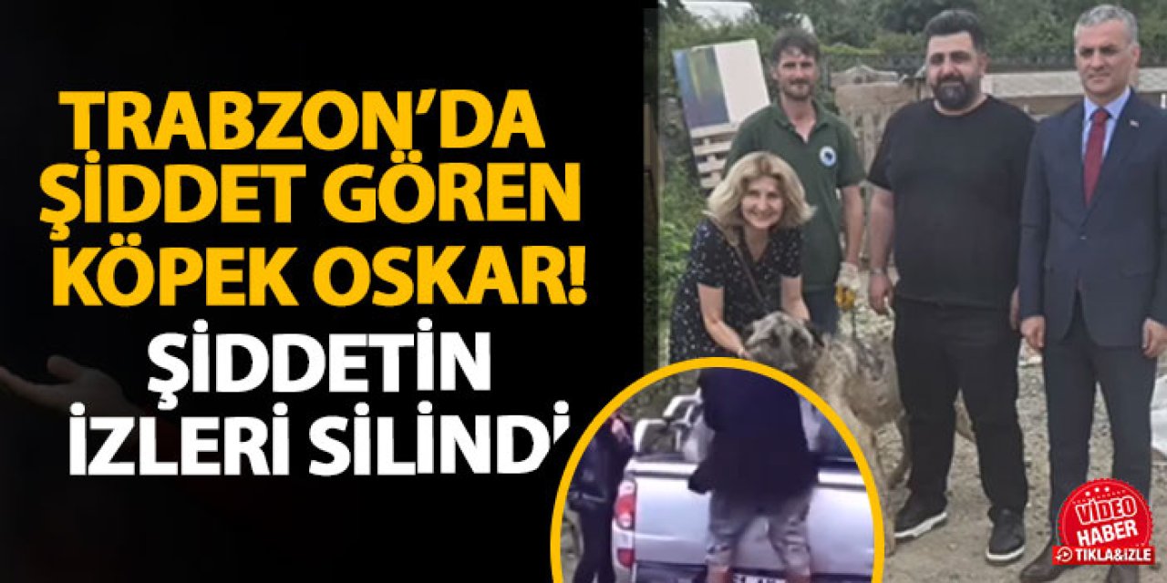 Trabzon’da şiddet gören köpek Oskar! Şiddetin izleri silindi