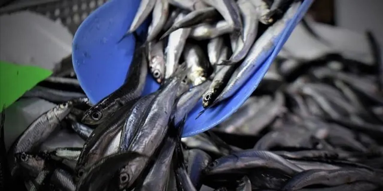 Türk hamsisi 19 ülkenin sofrasında! İlk 6 ayda ihracat arttı